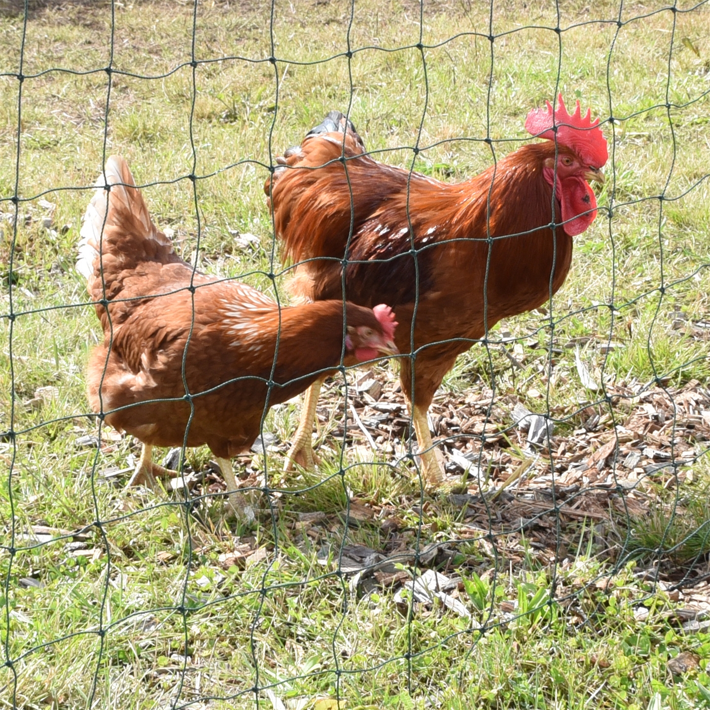 Zwei braune Hühner stehen auf Gras hinter einem VOSS.farming farmNET 25m Hütenetz, 135cm, grün, ohne Strom, in einem sonnenbeschienenen Außenbereich.
