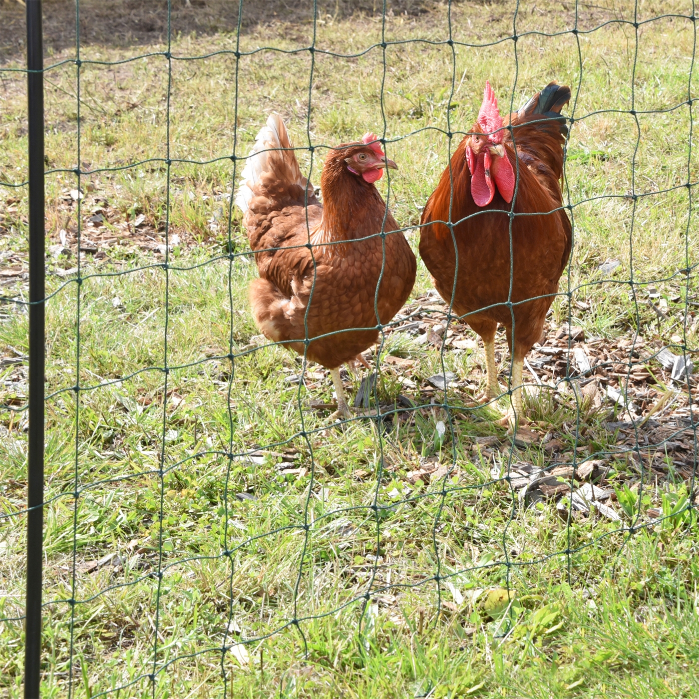 Zwei braune Hühner stehen auf Gras und Blättern im Sonnenlicht hinter einem VOSS.farming farmNET 25m grünen Geflügelzaun, 135cm hoch.