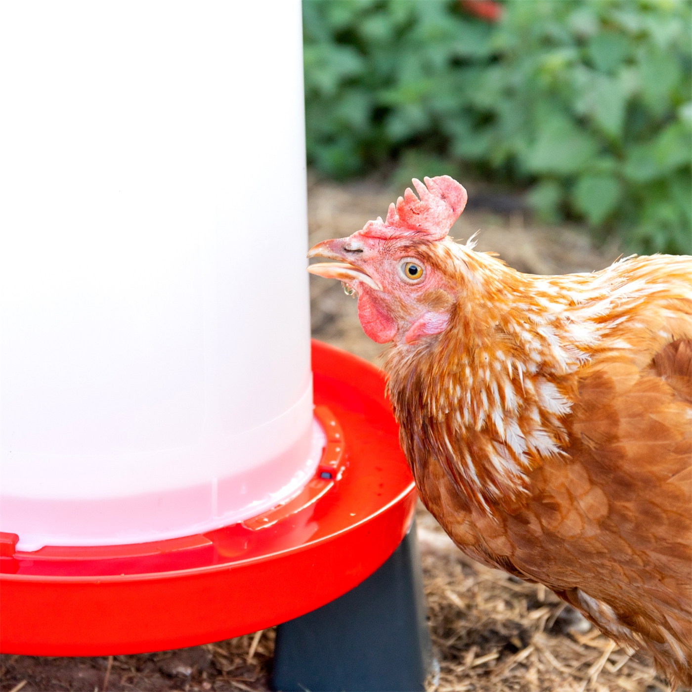 Doppelklicken zum vergrößern Ein braunes Huhn trinkt aus der Geflügeltränke mit Bajonettverschluß, Inhalt 1,5 l, einer weiß-roten Geflügeltränke im Freien mit grünen Pflanzen im Hintergrund.