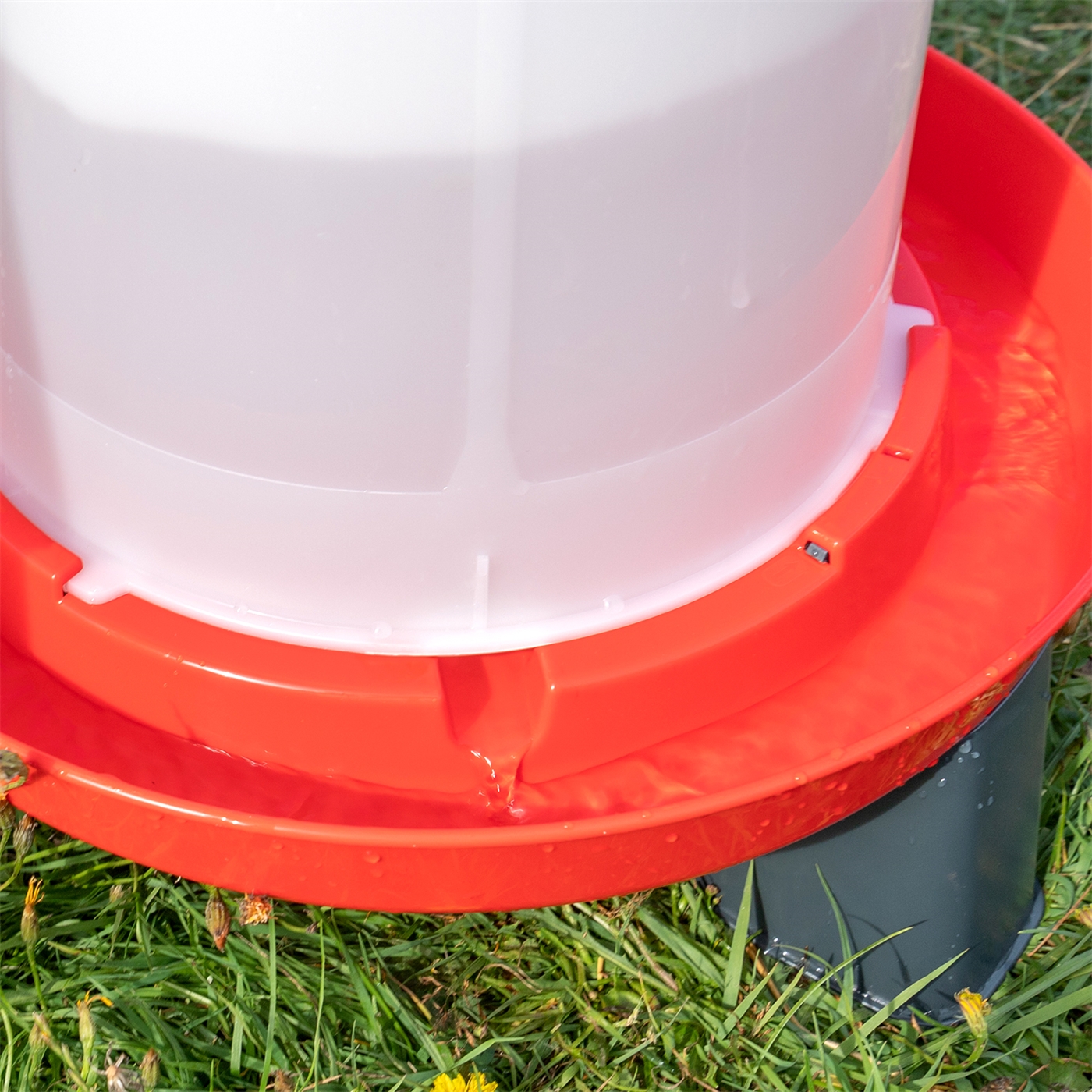 Doppelklicken zum vergrößern Eine Nahaufnahme des Geflügeltränks mit Bajonettverschluß, Inhalt 1,5 l, auf Gras. Man sieht Wasser in der roten Schale am Boden.