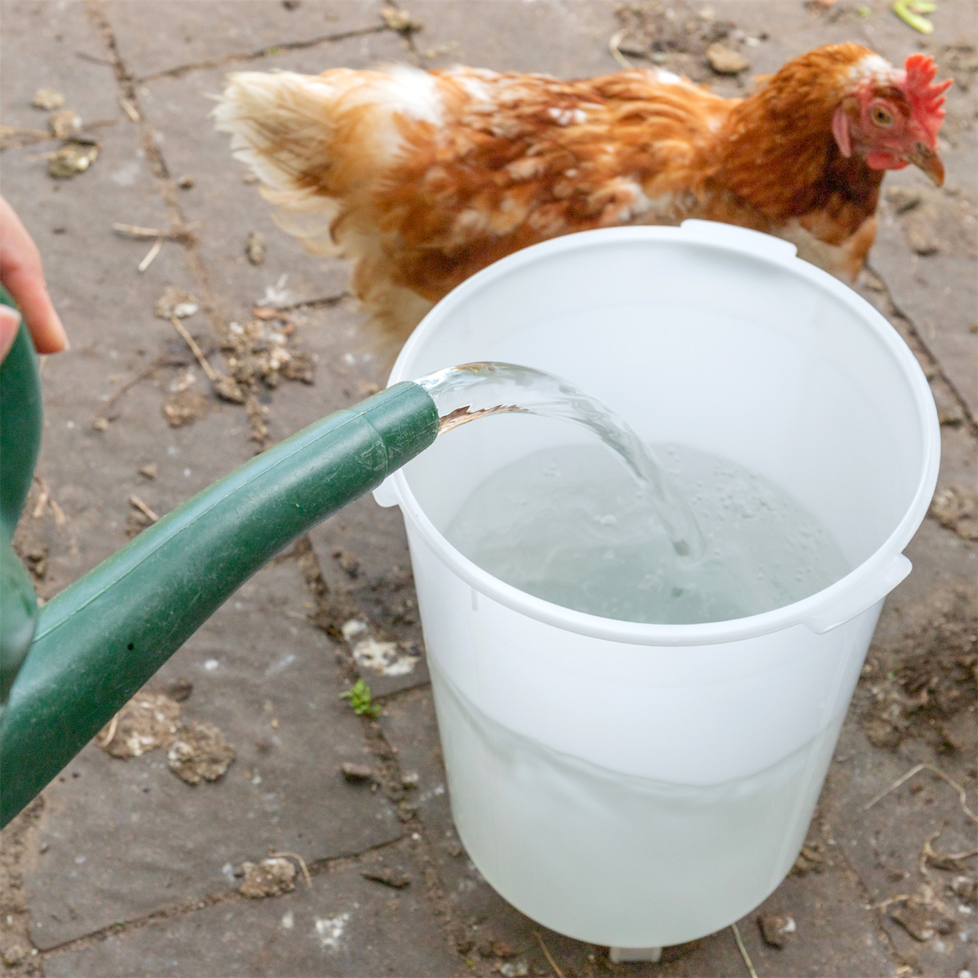 Doppelklicken zum vergrößern Aus einer grünen Gießkanne wird Wasser in die Geflügeltränke mit Bajonettverschluß, Inhalt 1,5L, gegossen, daneben steht ein braunes Huhn.