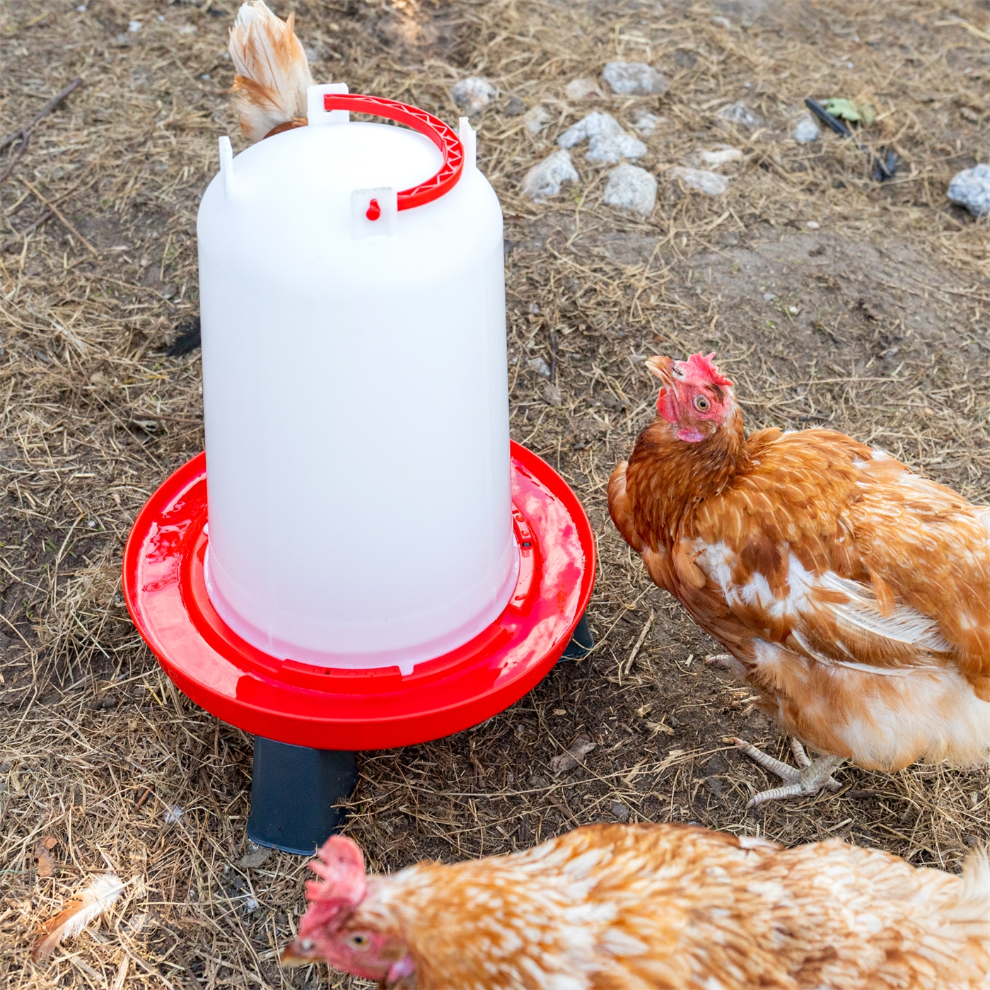 Doppelklicken zum vergrößern Drei Hühner stehen neben einem Geflügeltränke mit Bajonettverschluß, Inhalt 1,5 l, mit rotem Boden, der auf trockenem, mit Stroh bedecktem Boden steht.