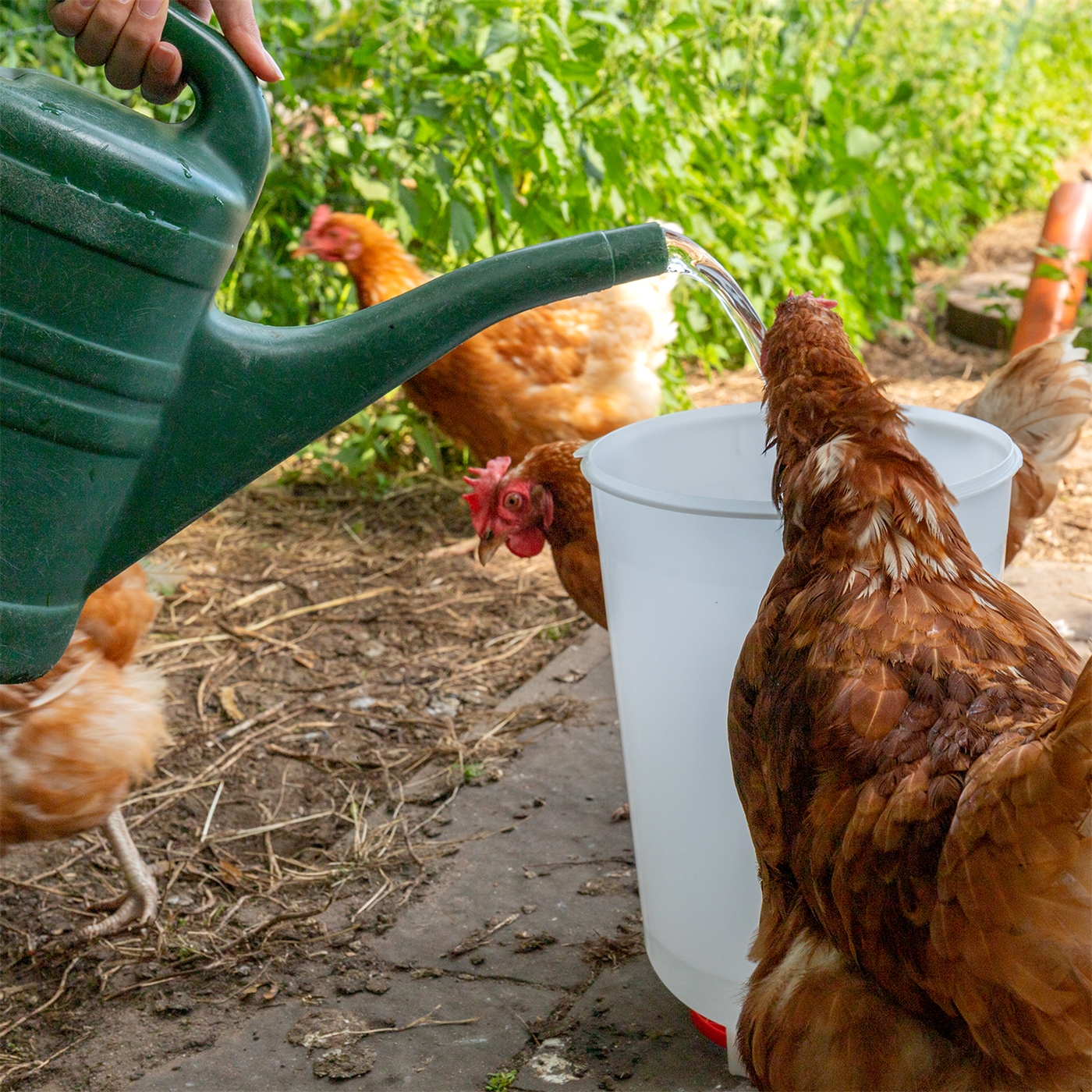 Doppelklicken zum vergrößern Eine Person füllt die Geflügeltränke mit Bajonettverschluß, Inhalt 1,5 l, während sich Hühner auf einem Bauernhof versammeln und trinken.