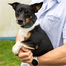 VOSS.pet Anti-Bell Halsband „AB Sonic“, Ultraschall-Halsband zur Abgewöhnung des Bellens bei Hunden