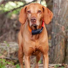 Dogtrace GPS X22 Hundeortungsgerät, Spar-Set für 2 Hunde - Hundeortung für die Jagd, ORANGE