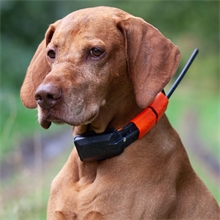 Dogtrace GPS X30T Hundeortung mit Impulsfunktion - Hundeortungsgerät