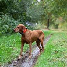 Dogtrace GPS X20 Hundeortung für die Jagd - Hundeortungsgerät für Profis, ORANGE