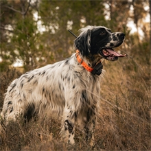 Dogtrace GPS X25B Hundeortungsgerät für die Jagd - Hundeortung