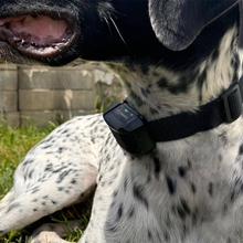 Nahaufnahme eines im Gras liegenden schwarz-weißen Hundes, der ein DogTrace "D-Control Edge 450" Ferntrainer-Halsband mit Impuls-, Vibrations- und Tonfunktionen trägt.