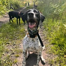 Ein glücklicher Hund sitzt auf einem Feldweg mit mehreren Hunden im Grünen, die alle sicher mit dem Dogtrace "D-Control Edge 450" Ferntrainer von DogTrace trainiert wurden, der über Impuls-, Vibrations- und Tonfunktionen für bis zu 450 m verfügt.