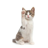 B-Ware: Cat Doorbell - Türklingel für Katzen