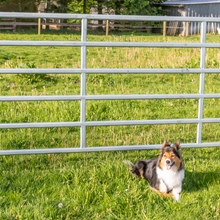 Ein Collie-Hund sitzt an einem sonnigen Tag im grünen Gras vor einem VOSS.farming Weidepanel (3,0 m Länge, 1,70 m Höhe) von VOSS.farming.