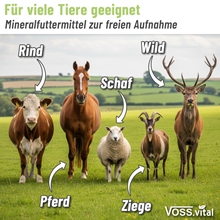 Grafik mit fünf Tieren auf einer Wiese, Rind, Pferd, Schaf, Ziege und Hirsch, mit dem Hinweis: Für viele Tiere geeignet, Mineralfuttermittel zur freien Aufnahme