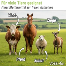 Grafik mit fünf Tieren auf einer Wiese, Rind, Pferd, Schaf, Ziege und Hirsch, mit dem Hinweis ‚Für viele Tiere geeignet, Mineralfuttermittel zur freien Aufnahme