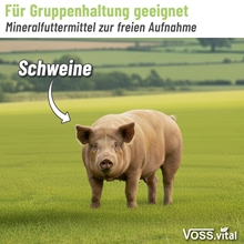 VOSS.vital Leckstein - PigLine - Leckstein für Schweine 5kg