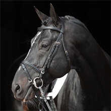 Covalliero Trensenzaum Standard - hochwertiges Leder, inkl. Gurtzügel, schwarz, Pony