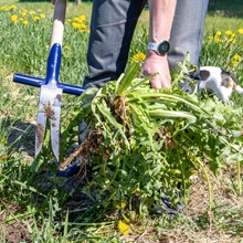 Eine Person zieht mit dem VOSS.farming Ampferstecher, einem robusten Unkrautstecher mit T-Griff, großen Löwenzahn aus dem Boden; im Hintergrund erscheint ein Hund.