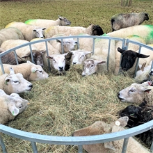 VOSS.farming Rundraufe für Schafe mit 24 Fressplätzen, Ø 160cm