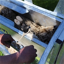 Klauenpflegestand für Schafe - Wendebox, Schafwender für die Behandlung der Klauen