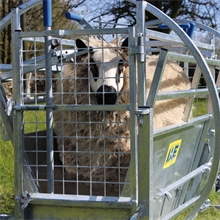Klauenpflegestand für Schafe - Wendebox, Schafwender für die Behandlung der Klauen