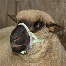 Schafhalfter Kopfhalfter für Schafe und Böcke, Leder