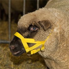 Schafhalfter Kopfhalfter für Schafe und Böcke, gelb