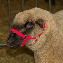 Kopfhalfter für Schafe, verstellbar, rot