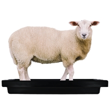 Klauenwanne SuperKombi Mini, für Schafe