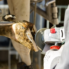Klauenschneidscheibe 6cut 120mm Alu, Schneidscheibe für Rinder
