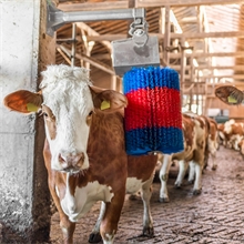 Kuhputzmaschine HAPPYCOW „MidiSwing“ - effiziente Fellpflege für Rinder, vertikal pendelnde Bürste