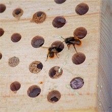 Schwegler Insektennistholz, Insektennisthilfe aus Buche