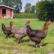 VOSS.farming farmNET 50m Hühnerzaun, Geflügelnetz, 112cm, 16 Pfähle, 2 Spitzen, grün