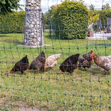 VOSS.farming farmNET+ 50m Hühnerzaun, Geflügelnetz, 112cm, 20 Pfähle, 2 Spitzen, grün