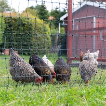VOSS.farming farmNET 25m Hühnerzaun, Geflügelnetz, 112cm, 9 Pfähle, 2 Spitzen, grün