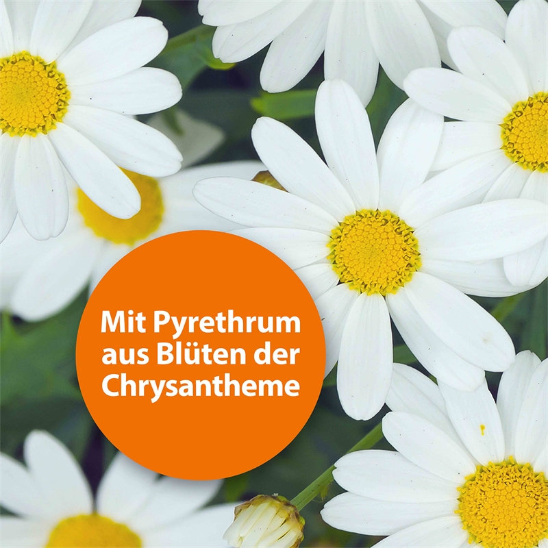 562212-ardap-mit-pyrethrum-aus-blueten-der-chrysantheme.jpg