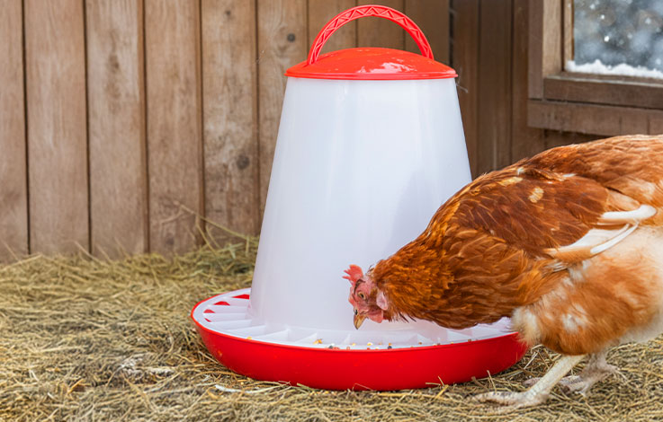 In einem Stall frisst ein Huhn aus einem Futterautomaten